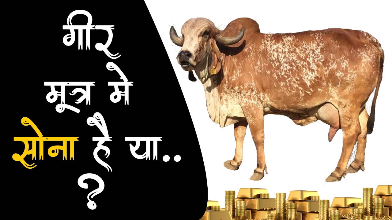 गीर गायों के मूत्र में सोना है या... | Is there gold in the urine of gir cows or…? | Gir cow |