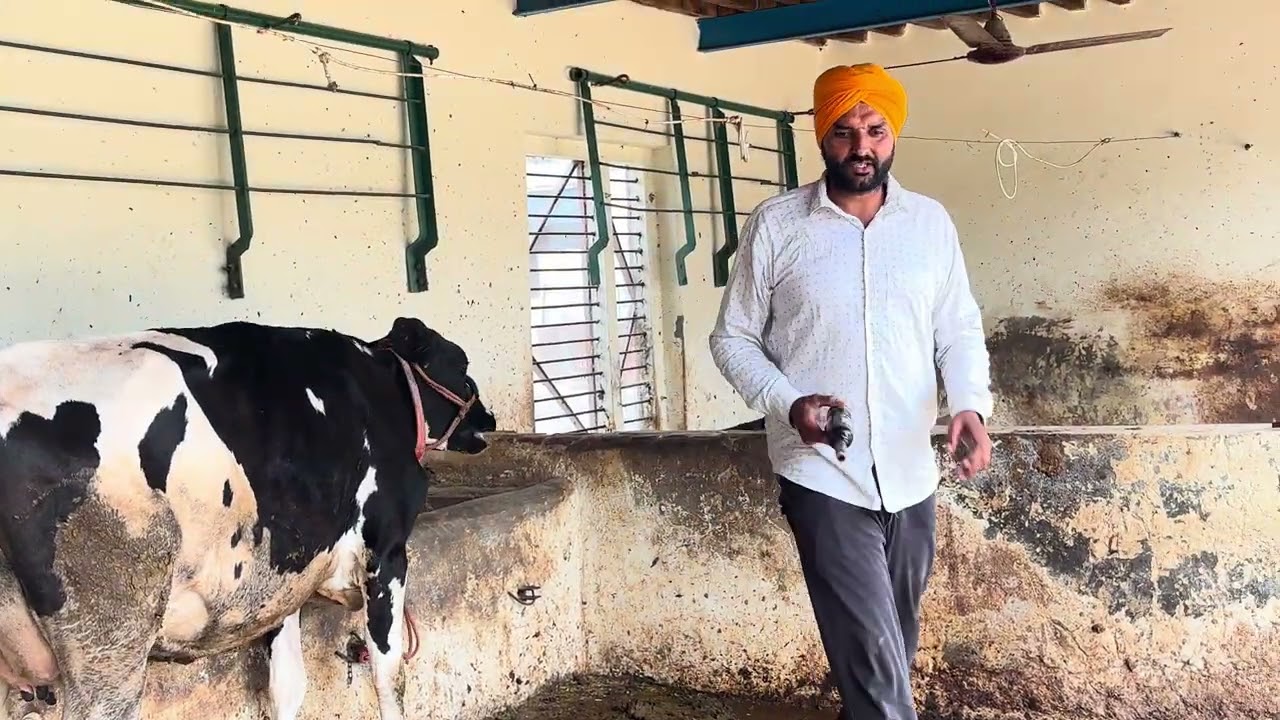 ਗਾਵਾਂ ਨੂੰ ਪਲਾਈ gel Micro ￼ਕੰਪਨੀ ਦੀ #Cow #buffalo #dariyfarm#indai