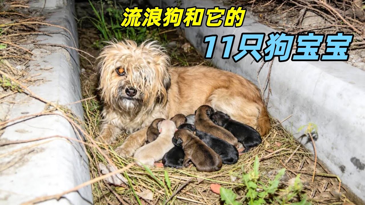 流浪狗妈妈生下11只小狗，在水沟里瑟瑟发抖，大姐给了它们一个温暖的家