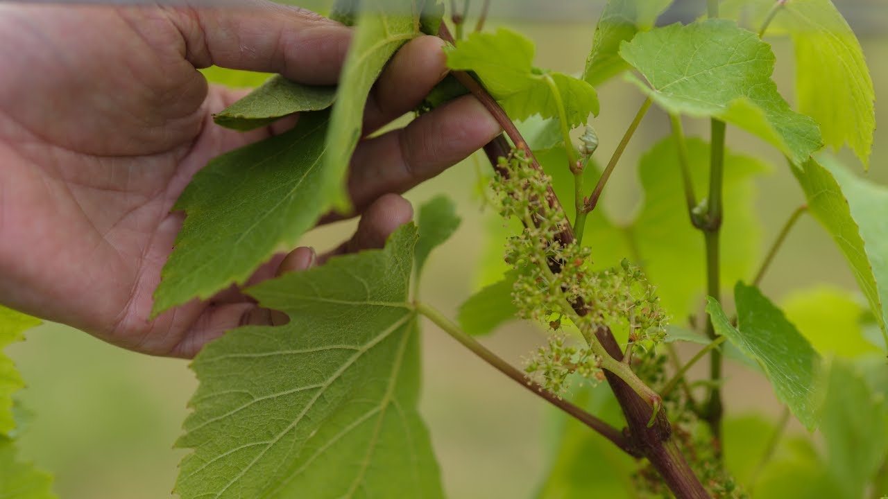 Vineyard Update with Matt Strugnell, Head of Viticulture
