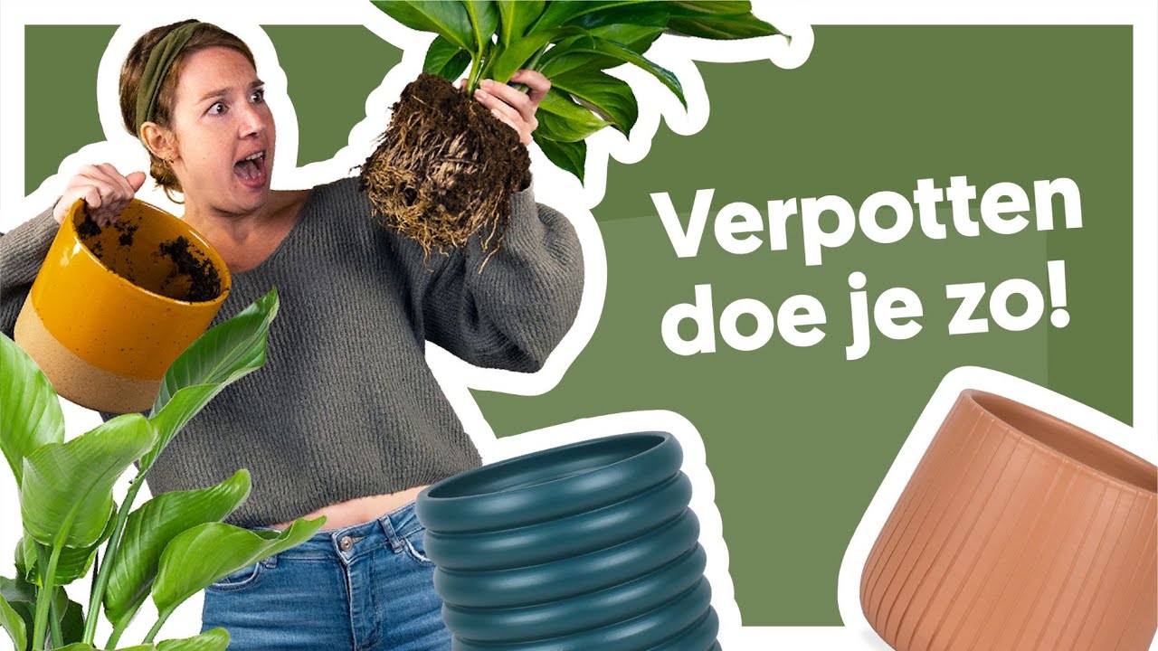 Zo verpot je jouw kamerplant! | De Stamgasten 🌱