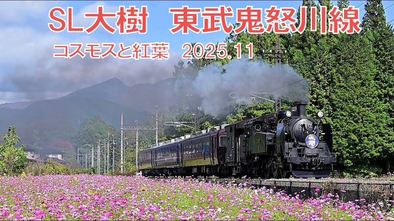 SL大樹　東武鬼怒川線　コスモスと紅葉　2025.11