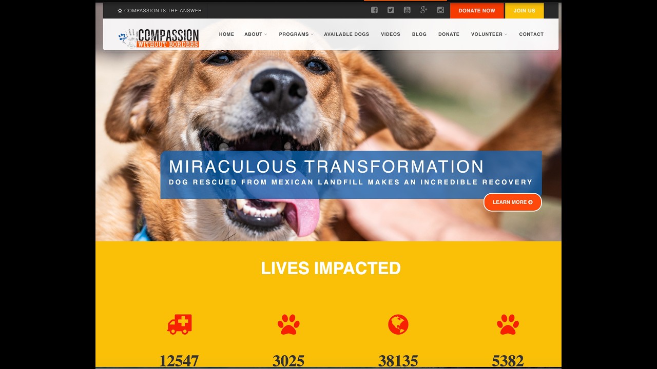 Compassion Without Borders 🐶🐱 | Saving Lives Through Animal Rescue & Community Care #animalrescue