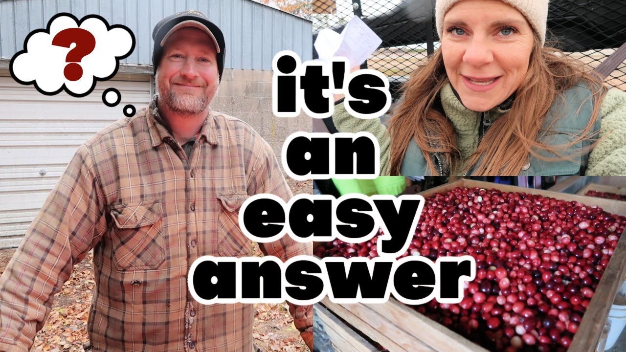 🔴GROWING YOUR THANKSGIVING CRANBERRIES IS OUR #ONE PRIORITY | Answering All Your Questions