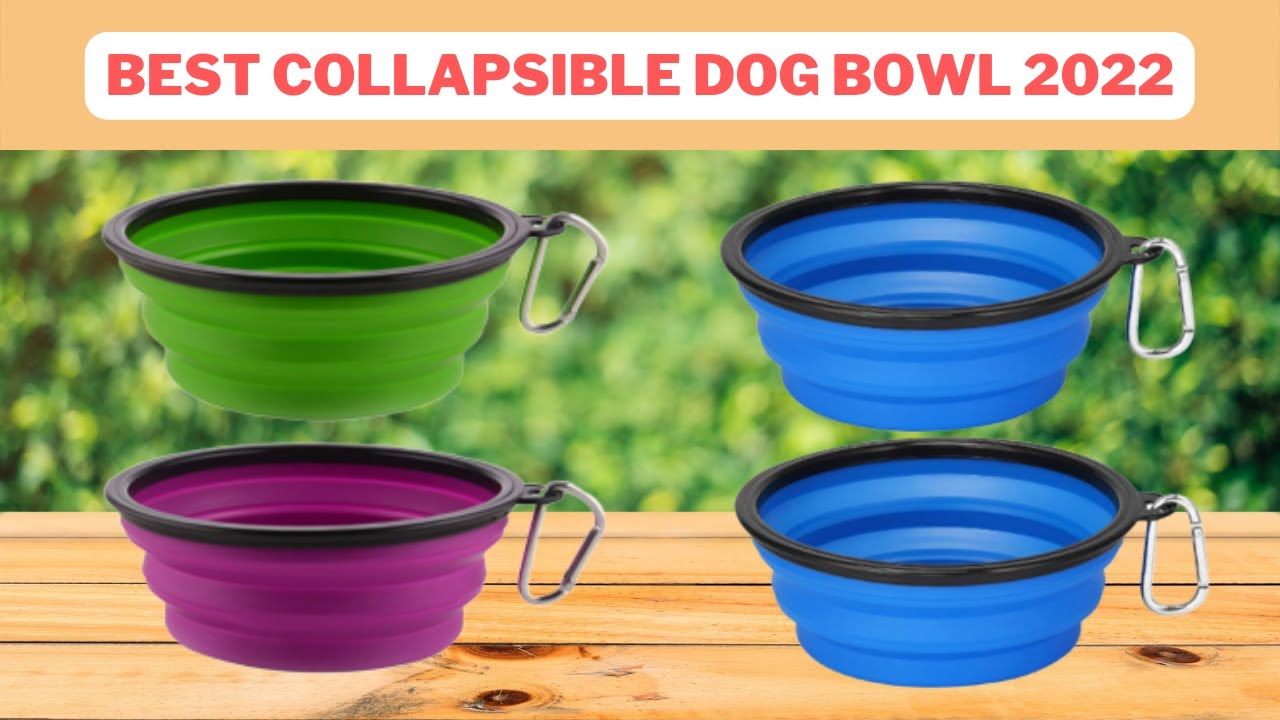 Top 5 Best Collapsible Dog Bowl | Collapsible Dog Bowl Reviews 2022