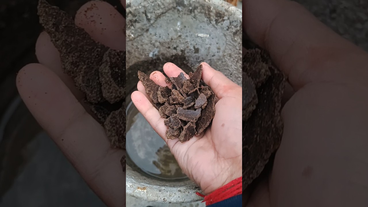 Mustard Cake Liquid Fertilizer 🌱✨ | Full Making & Applying Process | 