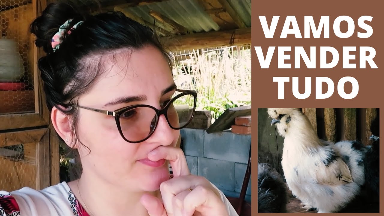 Galinha Sedosa: vermelha, branca, azul e mais  | Coração Campeiro
