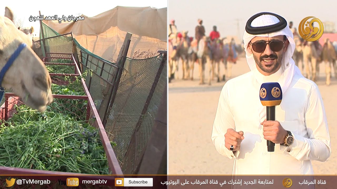 تقرير عن النظام الغذائي الخاص بالهجن في #مهرجان_ولي_العهد_للهجن2