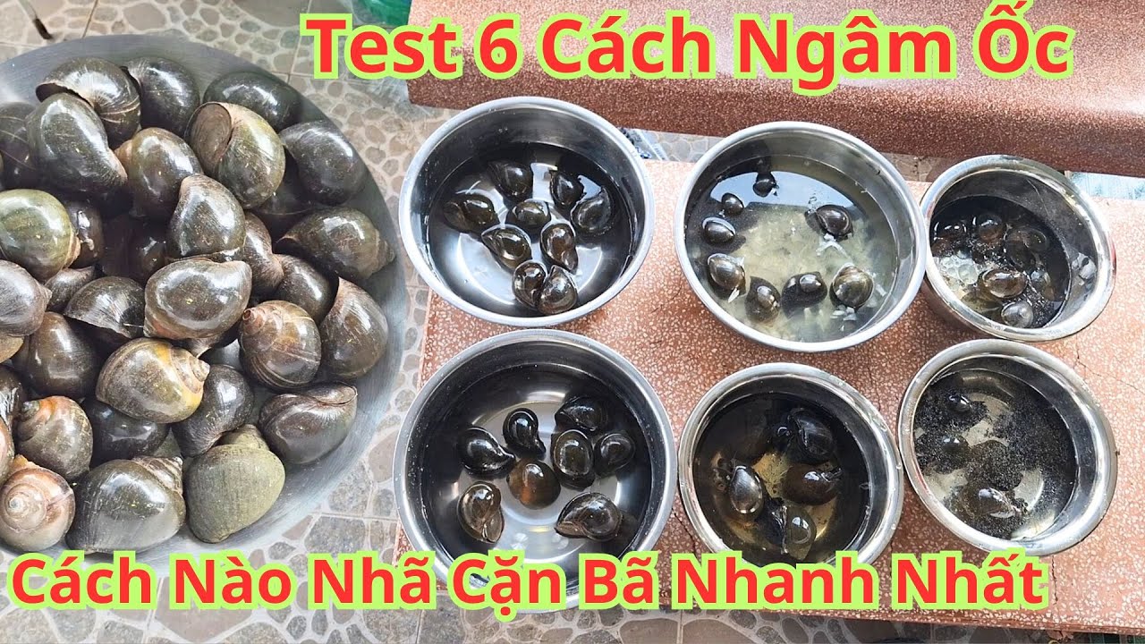 So Sánh 6 Cách Ngâm Ốc Cách Nào Nhanh Nhã Cặn Bã Bùn Đất Hiệu Quả Nhất. Mẹo Ngâm Ốc Nhanh Nhã Nhất