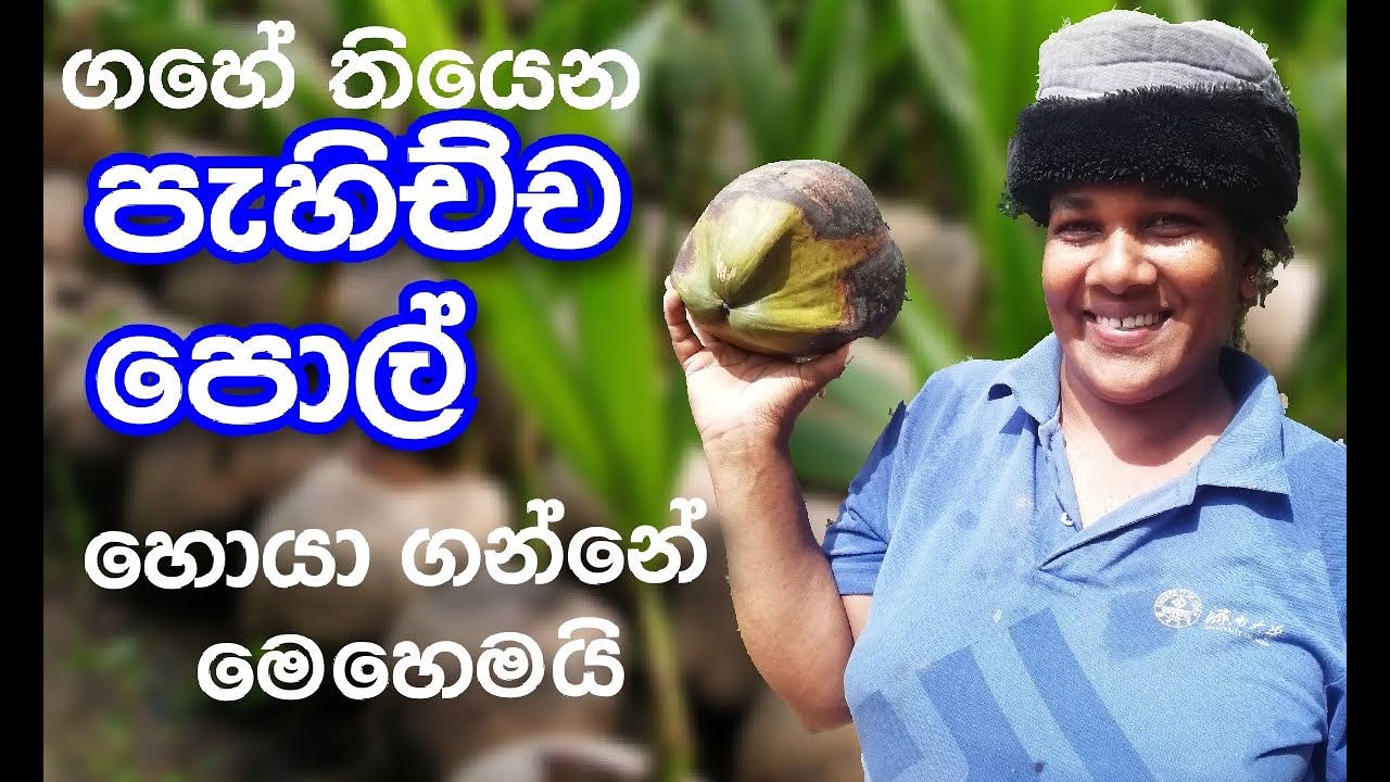 පැහිච්ච පොල් හොයා ගන්නෙ මෙහෙමයි - Ape Waththa අපේ වත්ත