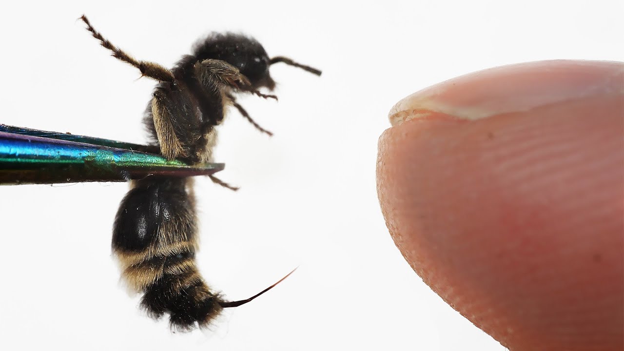 Żronki - 