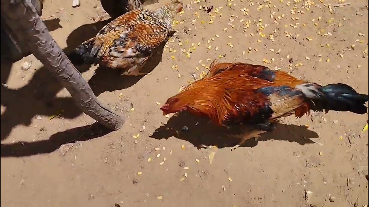 indro para o sitio  e muito lindo