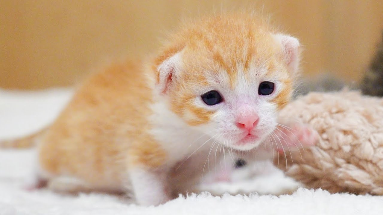 Шатающиеся шаги🐾✨: Неуклюжие милые котята | Пять братьев и сестер из приюта