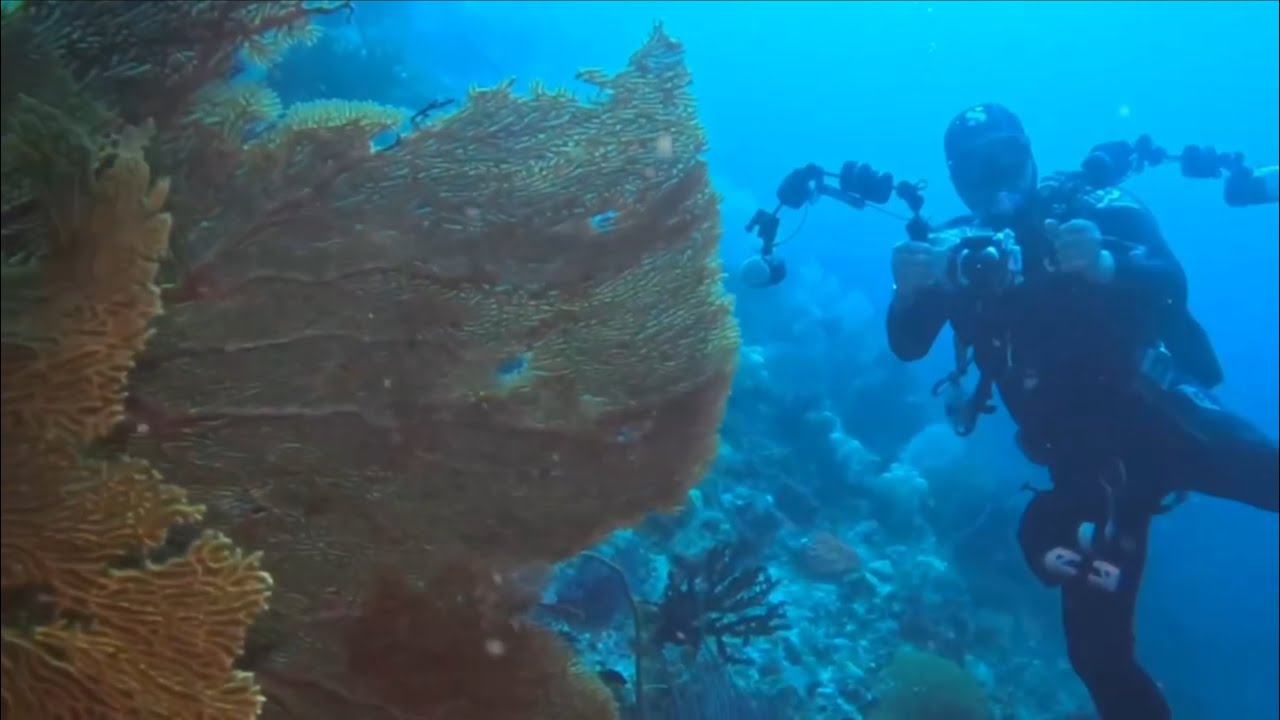 Scuba diving in Raja Ampat, Indonesia, January 2025
