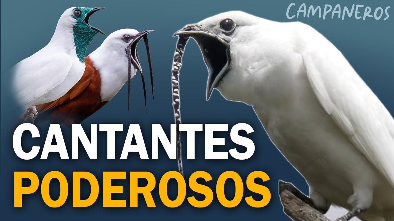 LOS PODEROSOS CAMPANEROS: ¡Pájaros con los CANTOS MÁS FUERTES DEL MUNDO!
