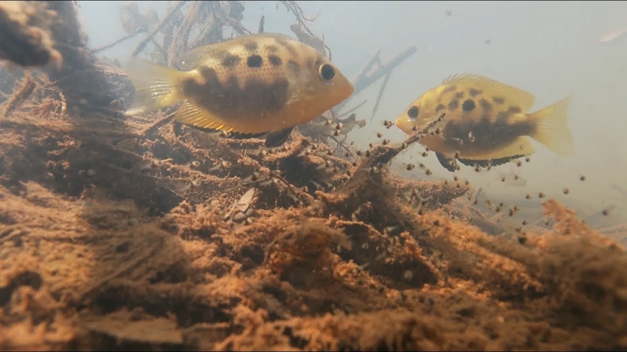 Orange Chromide couple with their young ones in the wild