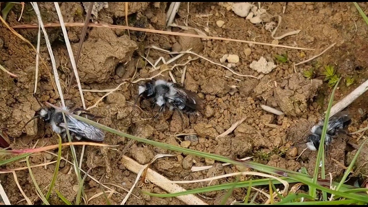 Grey Mining Bees