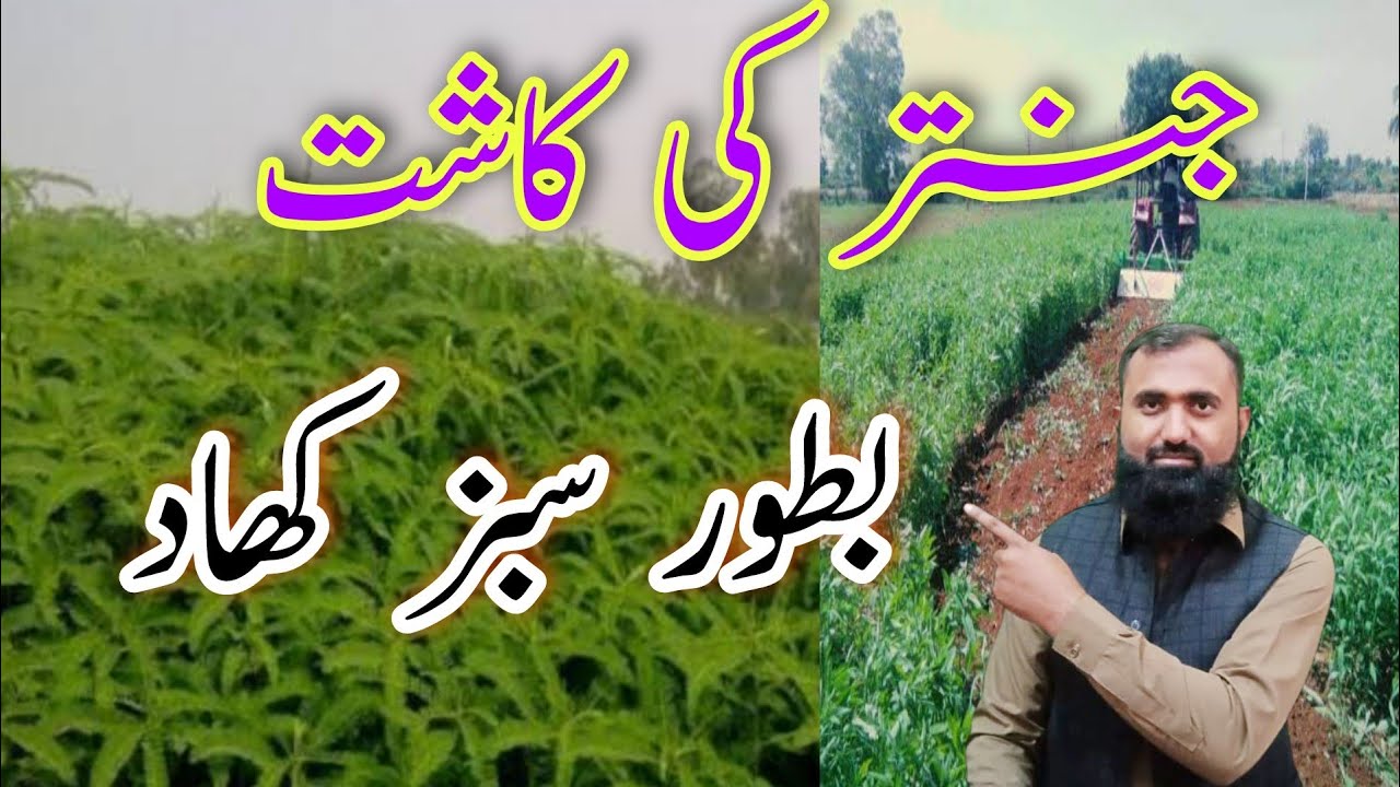 How to grow Sesbania for green manure|| Green Manuring with Jantar || Bilal Kanju Official