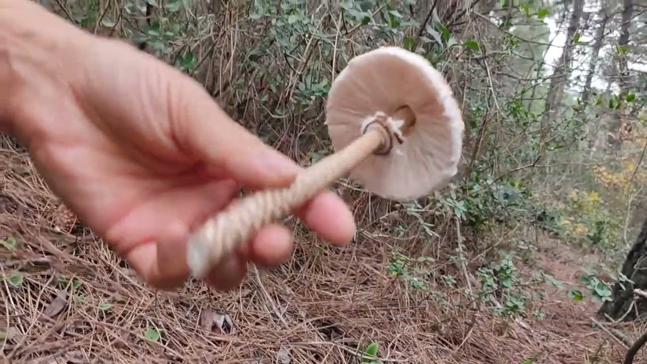 MANTAR AVCILARI İŞ BAŞINDA, ŞEMSİYE MANTARI (DEDEB&Ouml;R&Uuml;K) TOPLADIK