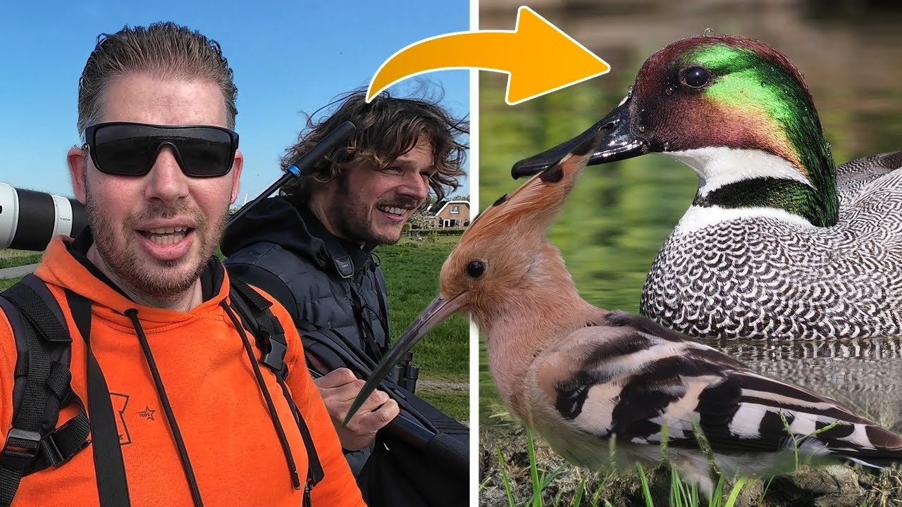 MOST SUCCESSFUL BIRD ADVENTURE YET (This year in the Netherlands)