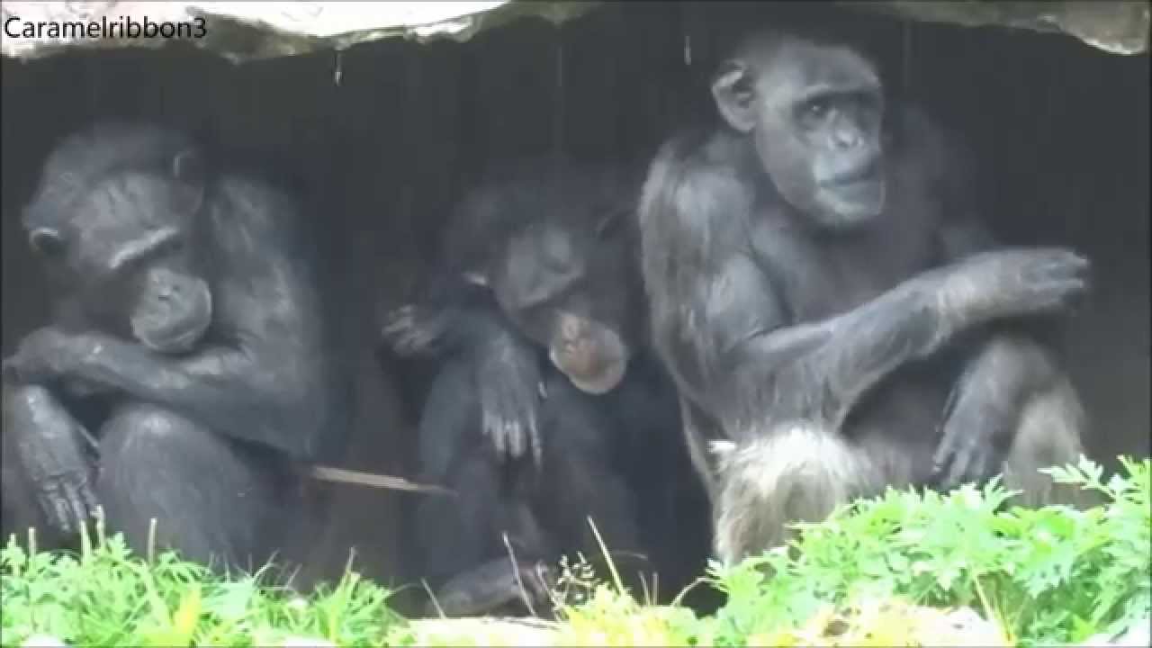 A rainy day at Noichi Zoo