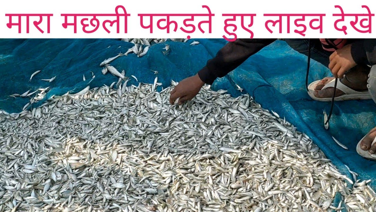 मारा मछली पकड़ते हुए लाइव देखें mara fish point live alouli khagriya Bihar 