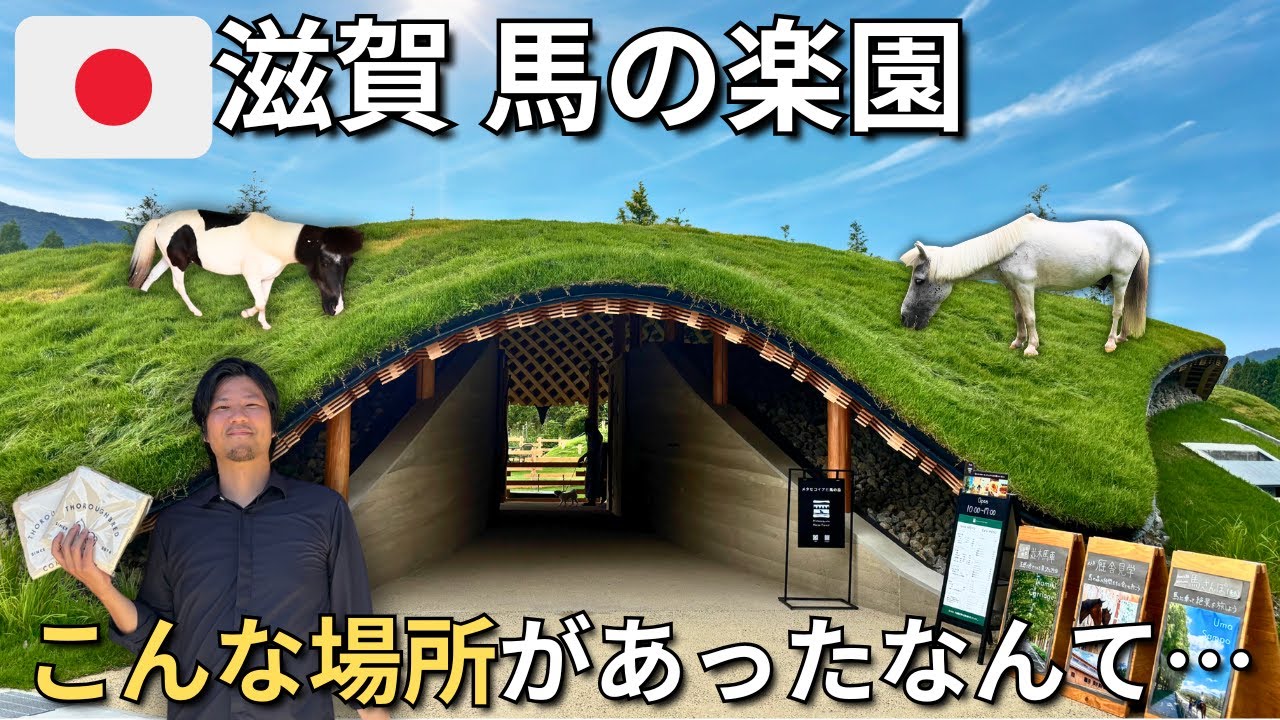 Самая красивая дорога Японии?🇯🇵 Поездка к секвойям и лошадям🐴 [РУС СУБ]