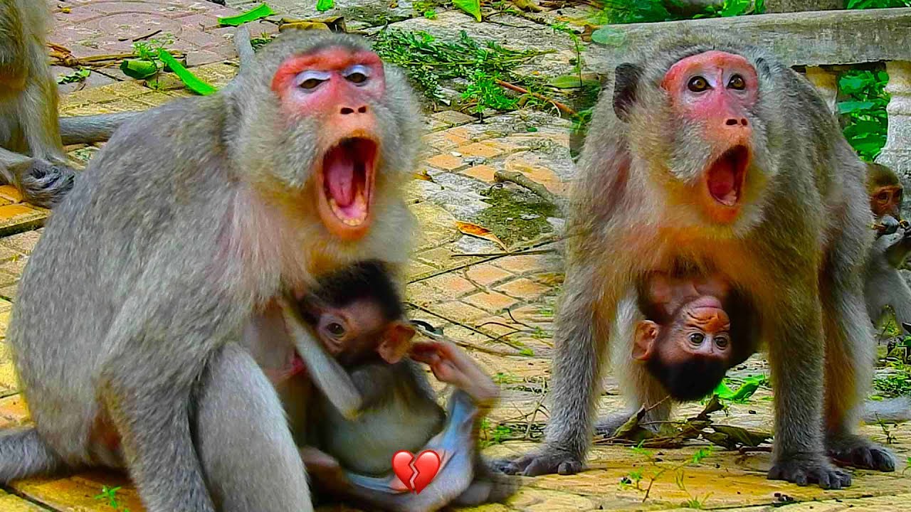 Very adorable old mommy Rosy trying careful beloved baby Roso by her high confidently | NW