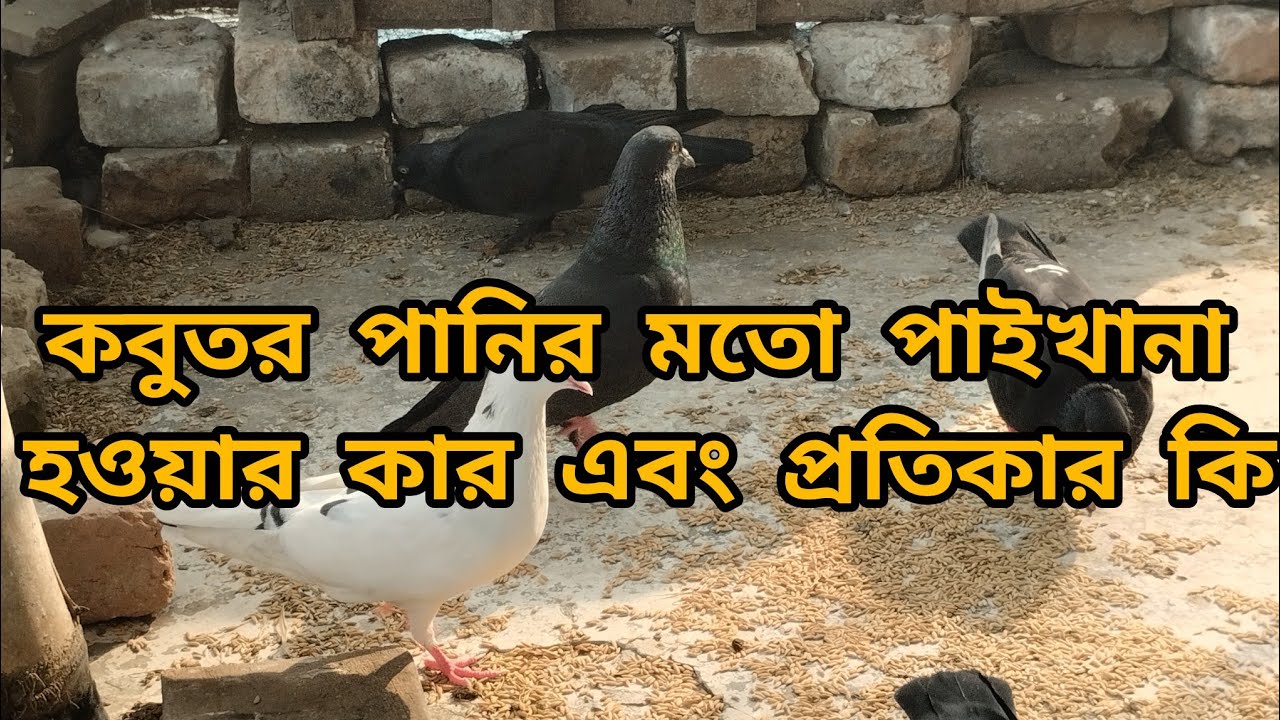 কবুতরের পানির মতো পাইখানা কেন??? কারন এবং প্রতিকার কী??