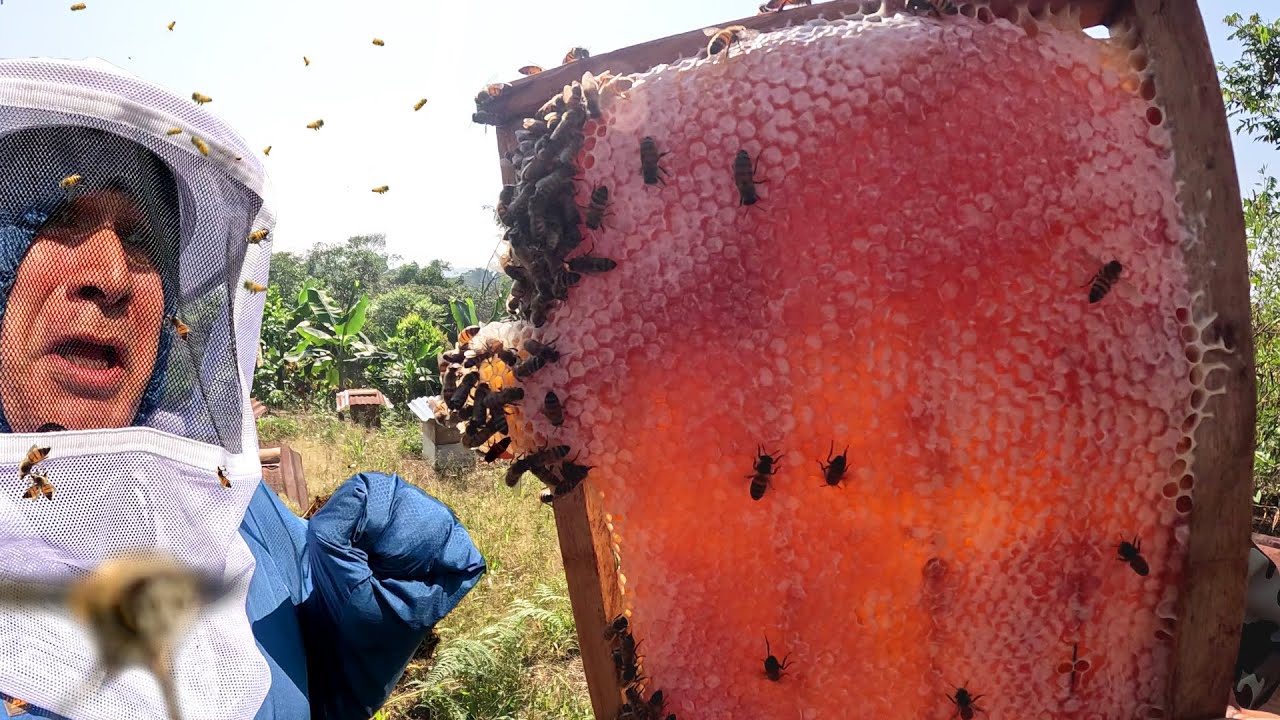 Recolectamos miel de las PELIGROSAS ABEJAS SALVAJES en MEDIO DE LA SELVA | DiloNomás Ft. @Zoda-Rojas