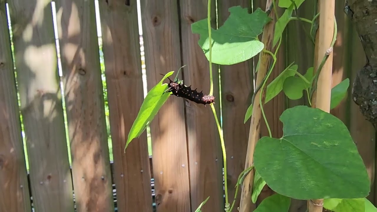 Update: Pipevine Swallowtail caterpillars