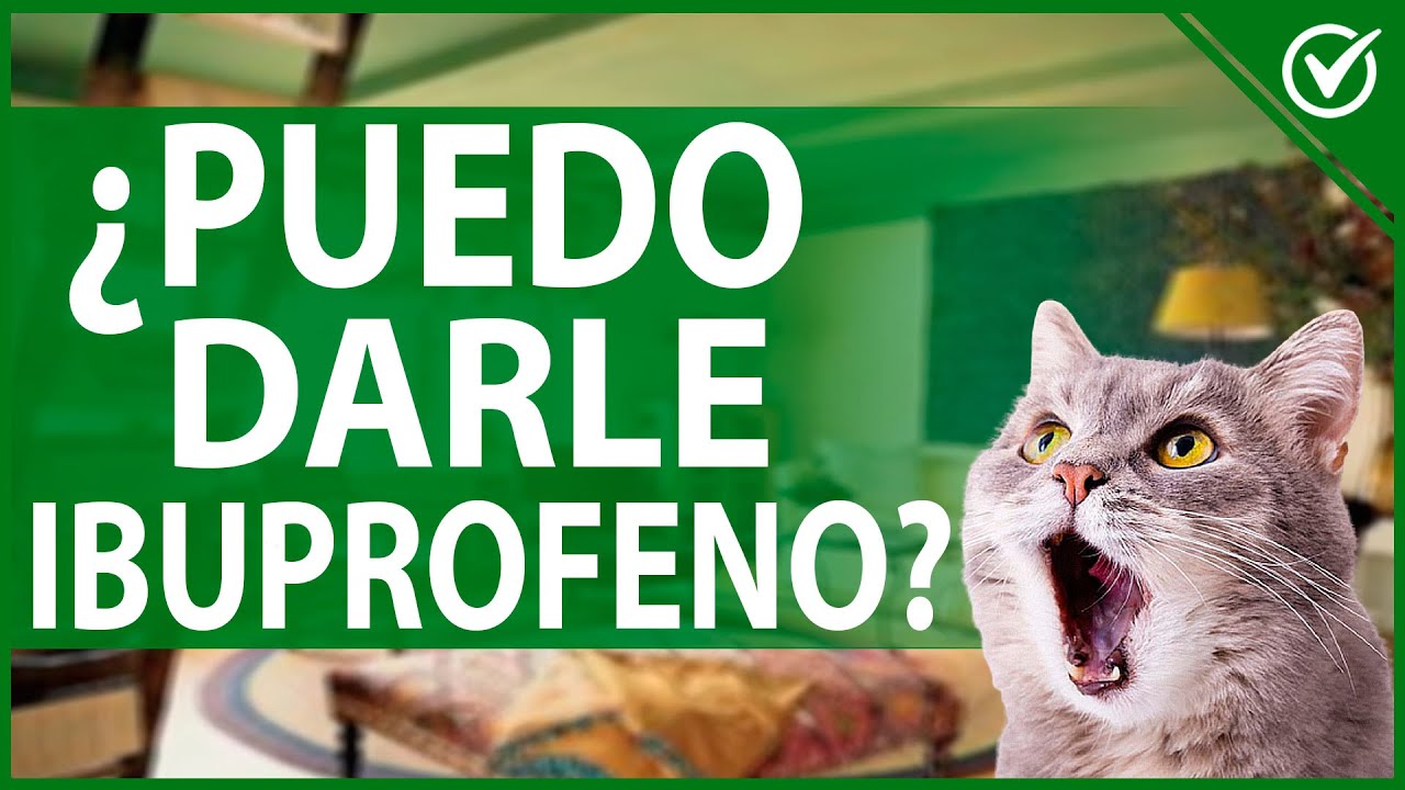 🐱 ¿Puedo Darle Ibuprofeno a mi Gato? | Consecuencias y Analgésicos Alternativos 🐱💊