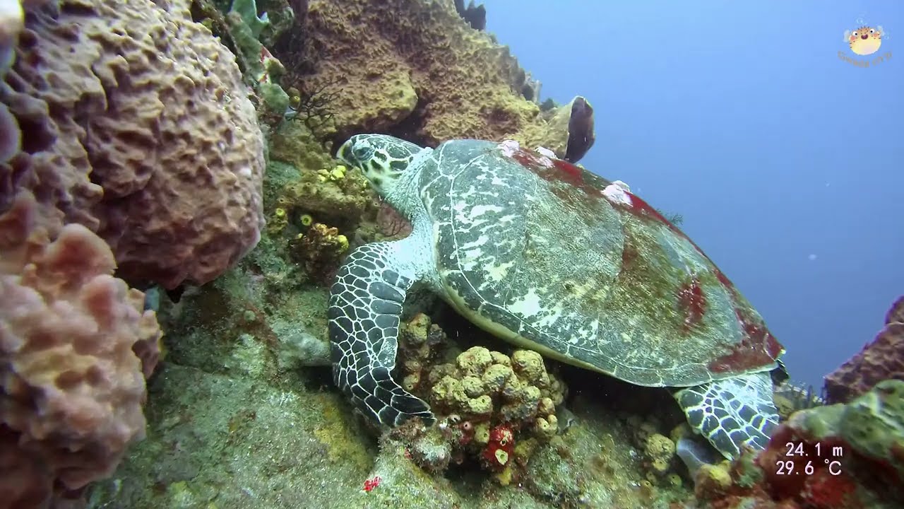 plongée Guadeloupe sec paté 25052024