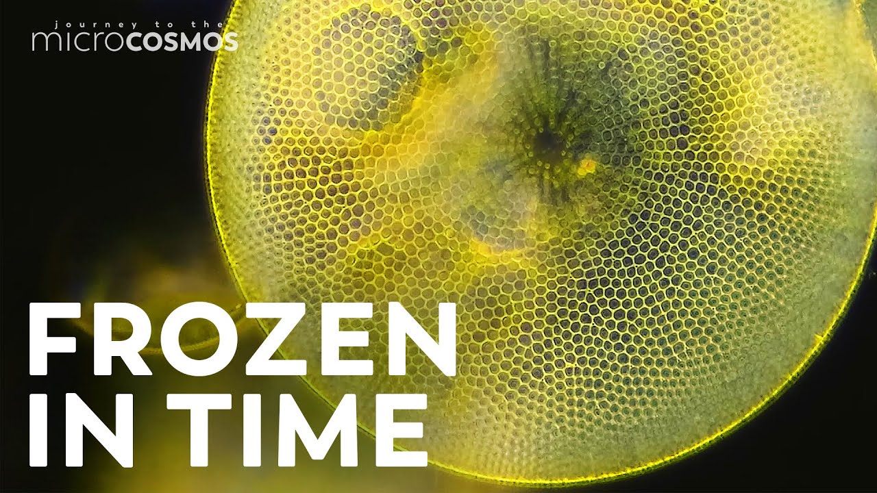 Preserving the History of the Microcosmos With Prepared Slides
