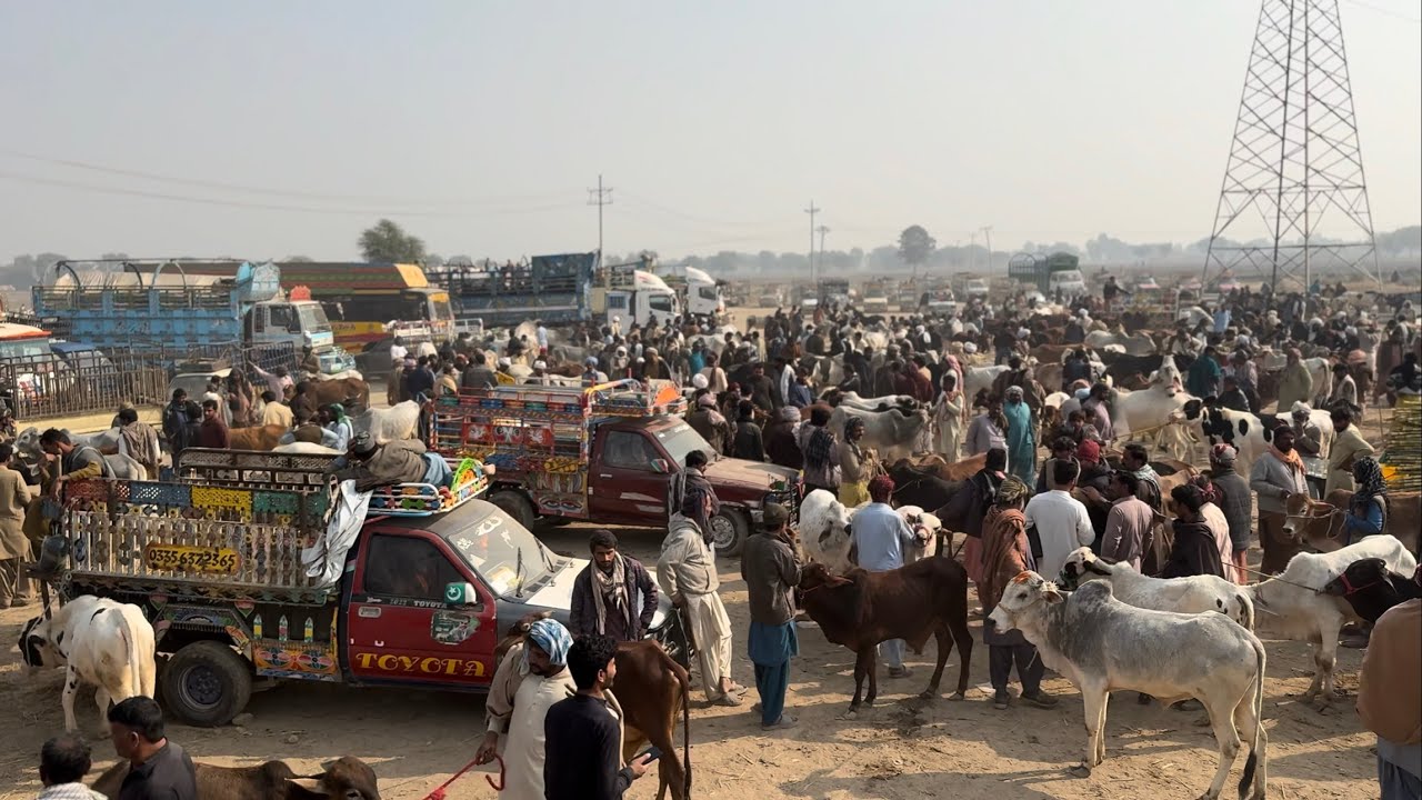 Bachra market Kott chutta Dera Ghazi Khan | bachra Mandi today #bachrafarming #dera