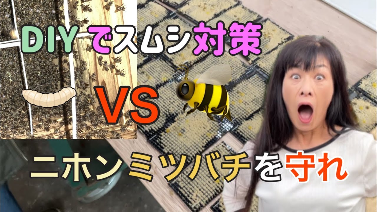 【ニホンミツバチ】スムシ対策DIYでミツバチを守れスムシホイホイを作ろう