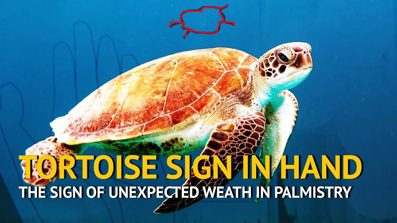 🐢 TORTOISE Sign 💰💰💰 The Signs of Unexpected Wealth & Money 💰💰💰 | Palmistry & Palm Reading
