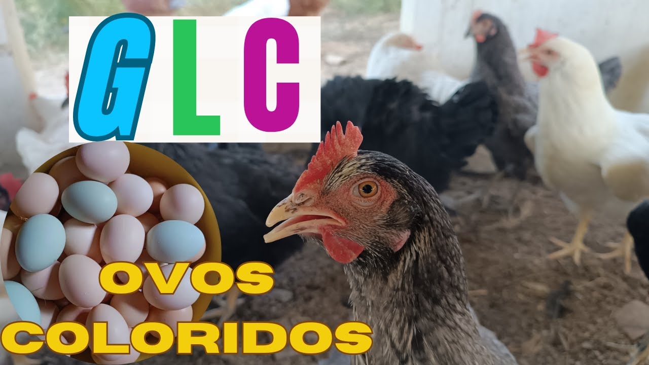 GLC A galinha dos ovos coloridos!  pontos positivos e negativos !opinião de criador.