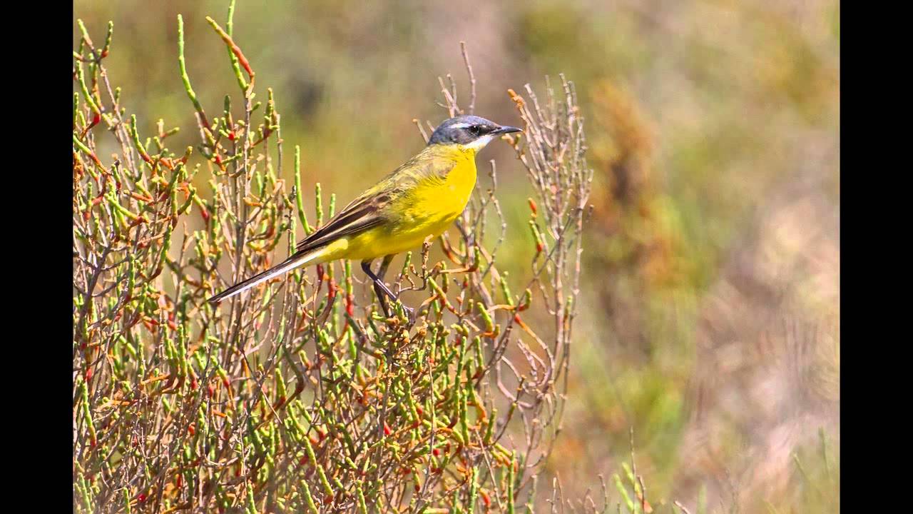 Birds of the Camargue