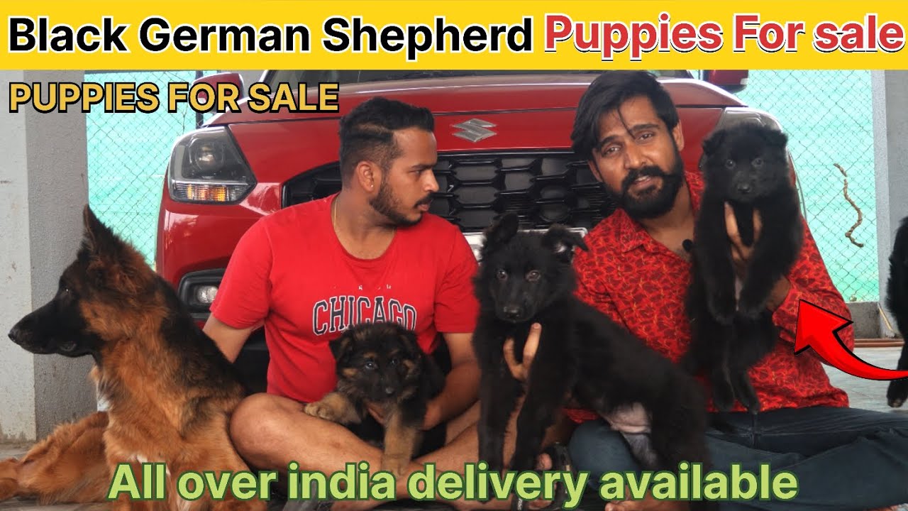 Black german shepherd puppies for sale | Puppies for sale | Buy Black German Shepherd
