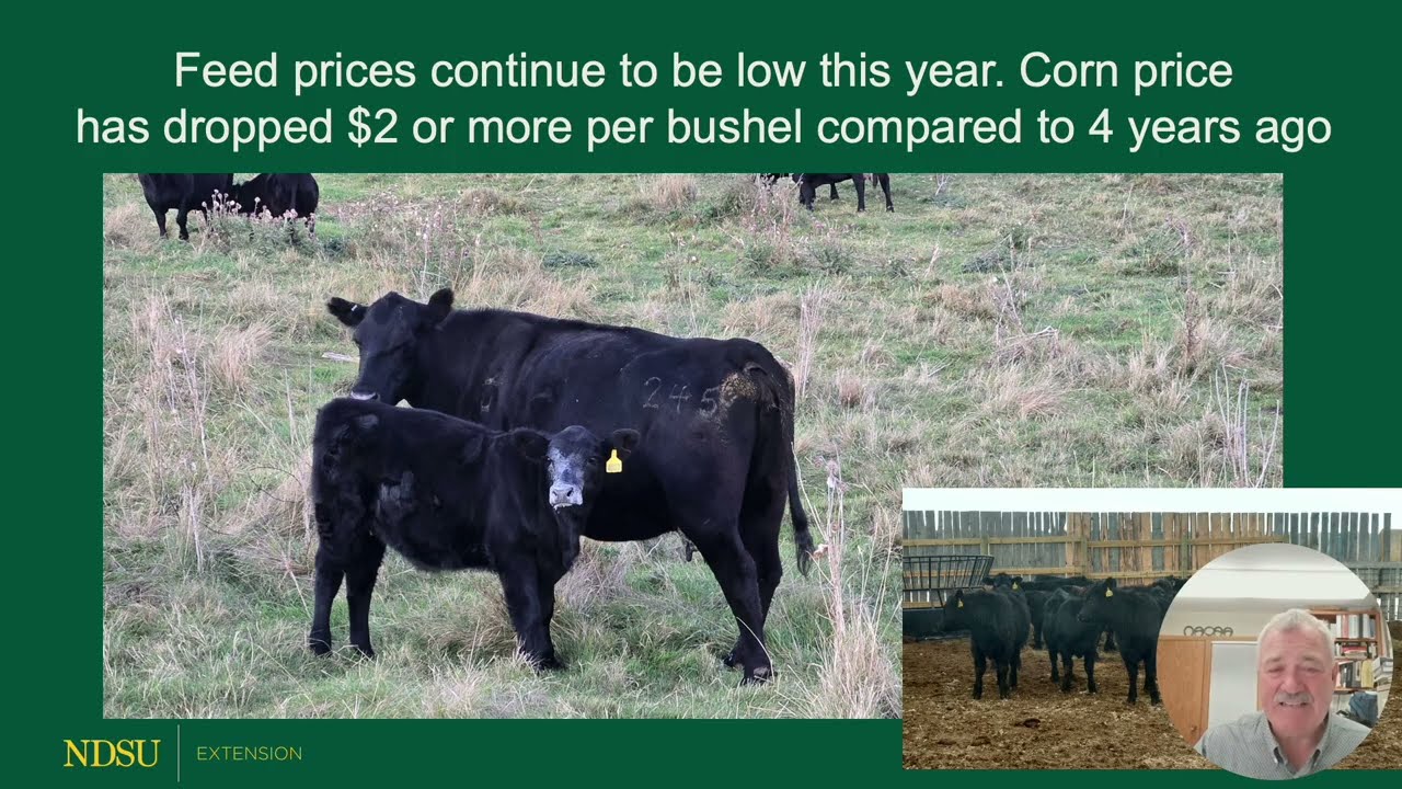 Rations, Feed Cost and Cost of Gain - Backgrounding Cattle 2025