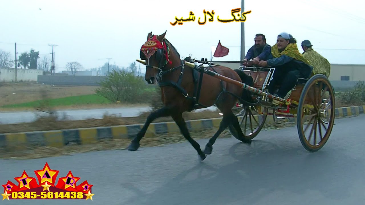 KING LAL SHER TRY 20.01.2026