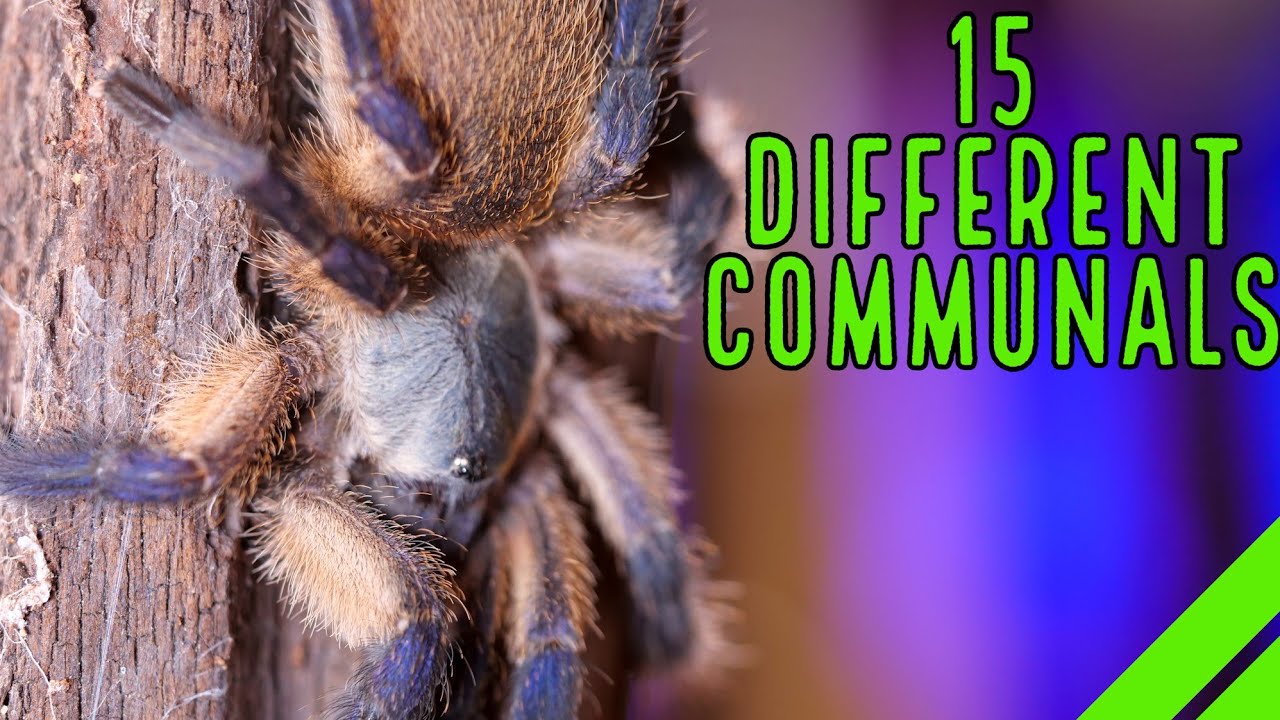 My Communal Enclosures - Tarantulas, Scorpions, Assassin Bugs