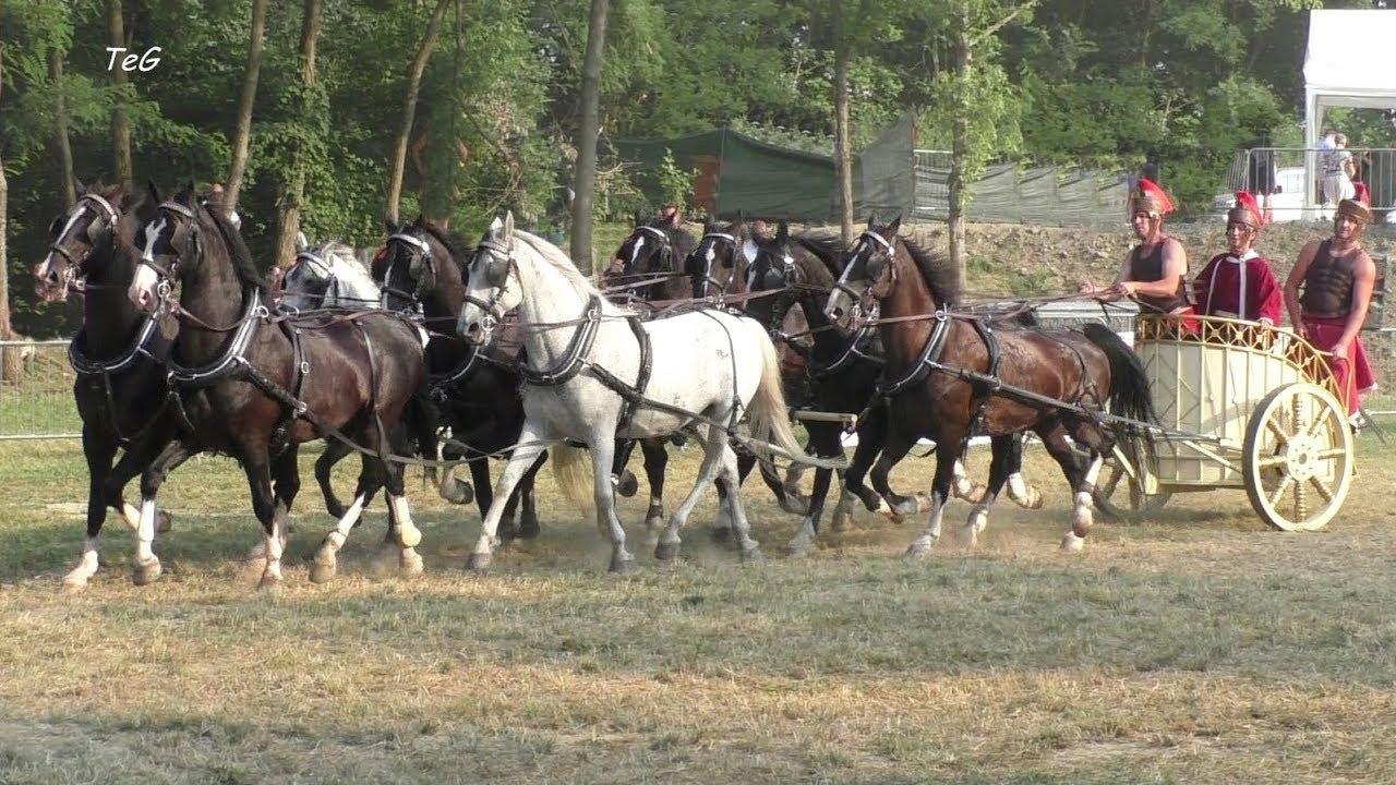 Tiri lunghi attacco a 9 cavalli KWPN e Lipizzani - San Savino 2018