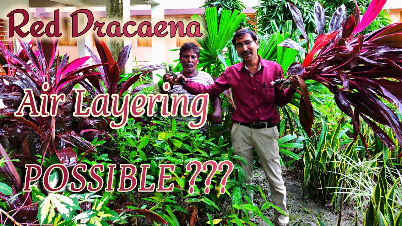 Air Layering in Cordyline Red Dracaena ! Is it Possible ???