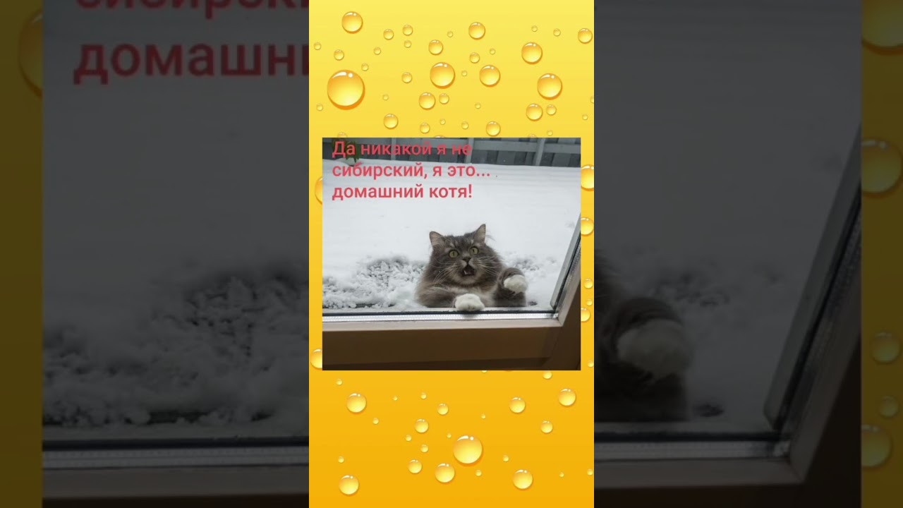 Домашний #мем #видосыоткота #юмор #смешнойшортс #котик #веселыекоты #кот #shorts #cat