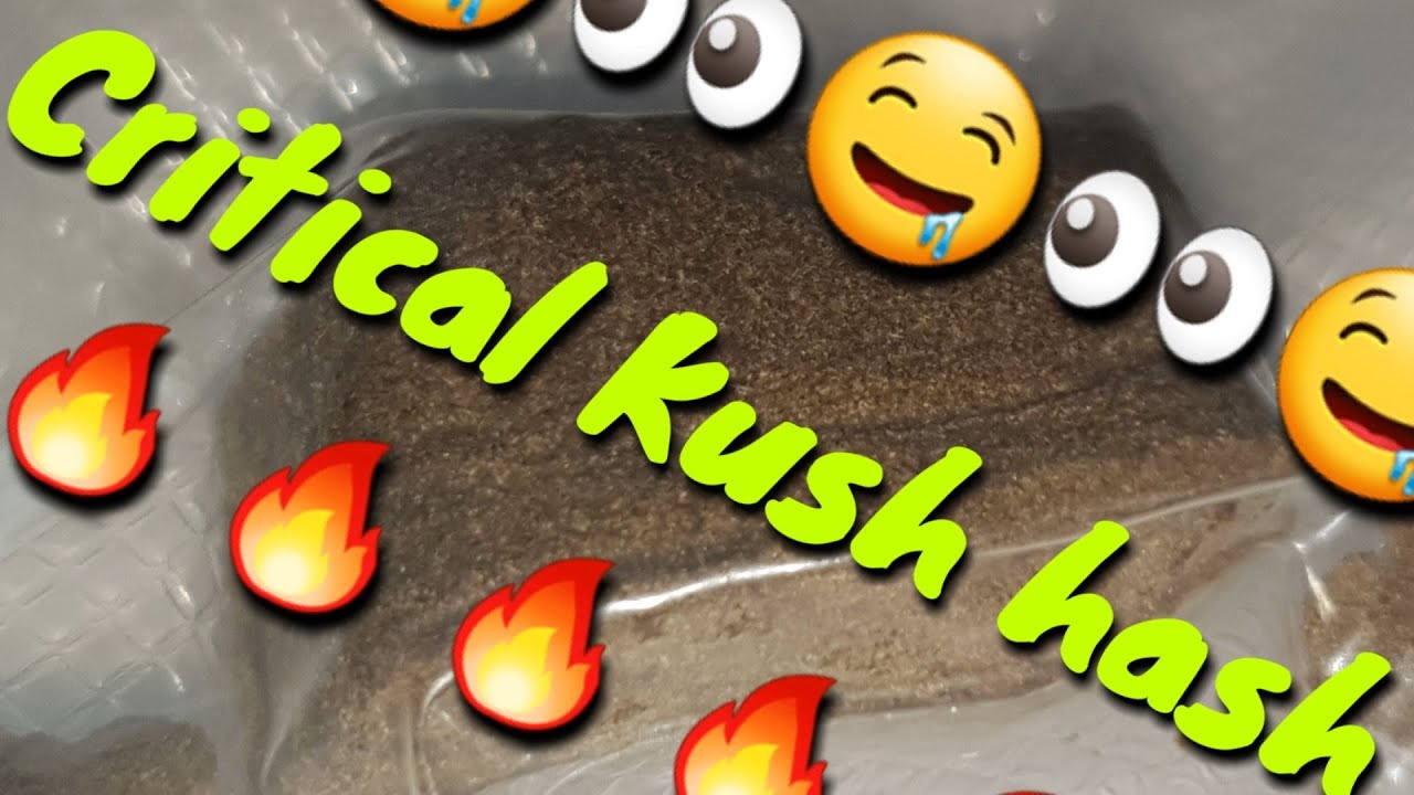 New cannabis review UK (🤤critical Kush hash🔥) 2018 Merry Christmas to all #THC #CANNABIS #hash