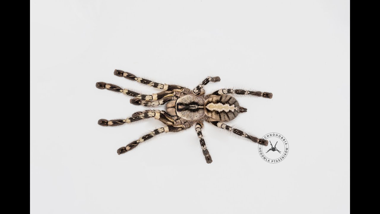 #7 PAJĘCZY OSTRY DYŻUR! Ratujemy KOKON Poecilotheria regalis + BUDOWA INKUBATORA