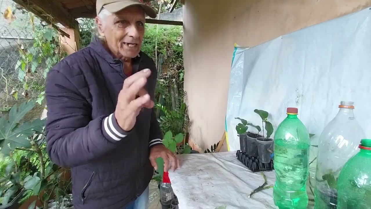 Estaquia de abacate, goiaba e da planta colonia pelo  melhor sistema