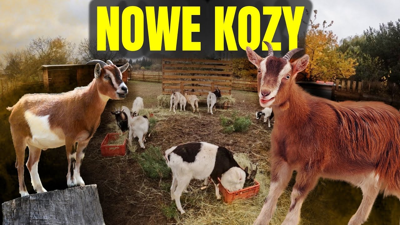 🐐 POZNAJCIE MOJE NOWE KOZY 🐐 + nowy kot ! MOJE MINI ZOO / odc. 771